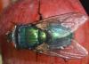 Lucilia sericata